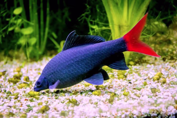 Red Tail Shark